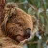 Koala - Phascolarctos cinereus 3038